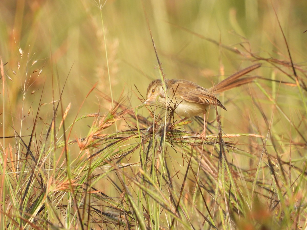 Plain Prinia - ML645142477