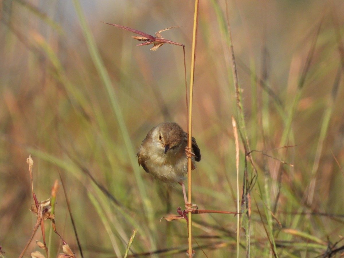 Plain Prinia - ML645142479