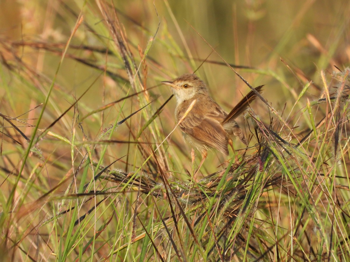 Plain Prinia - ML645142480