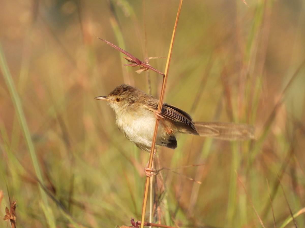 Plain Prinia - ML645142482