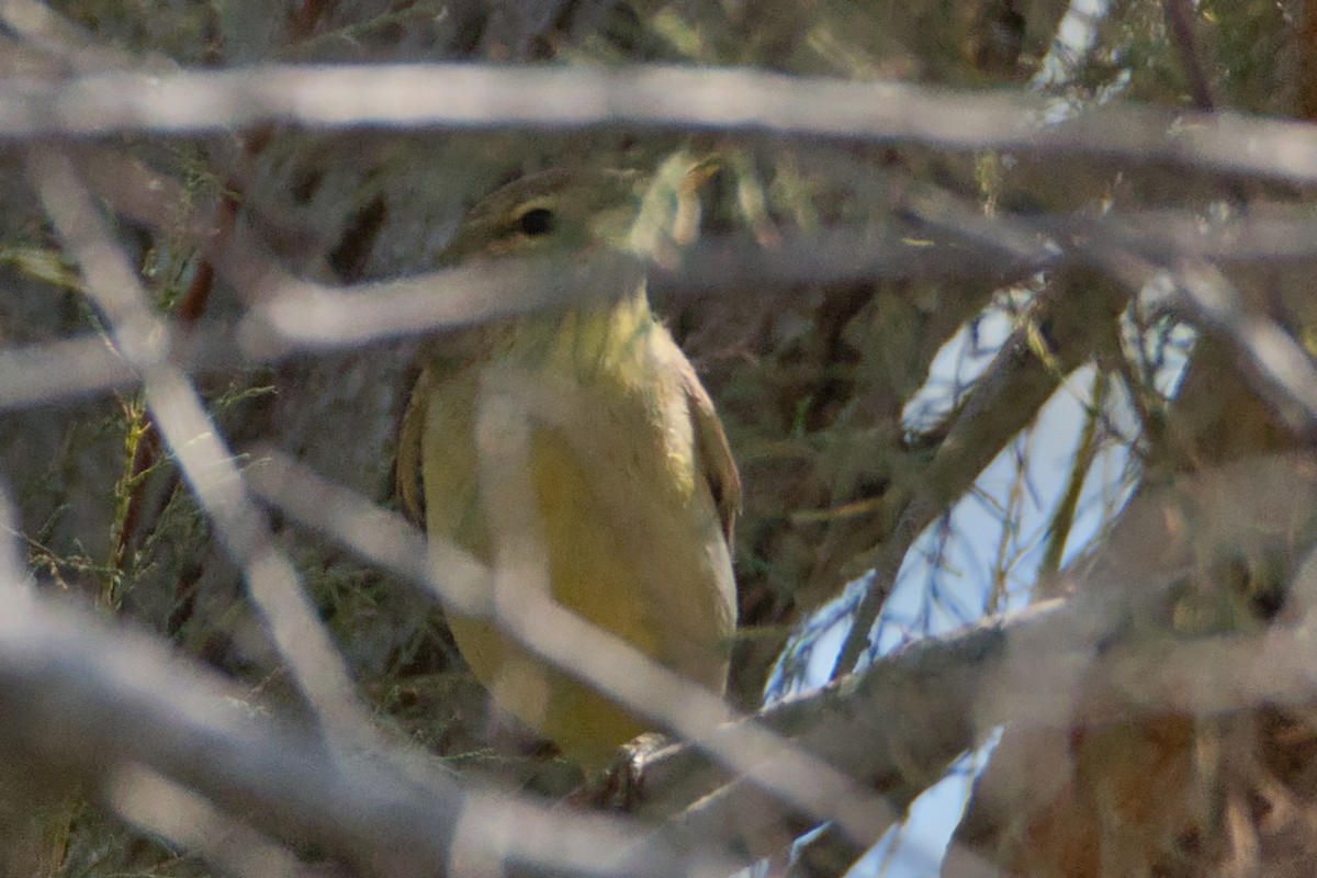 sedmihlásek švitořivý - ML645142484