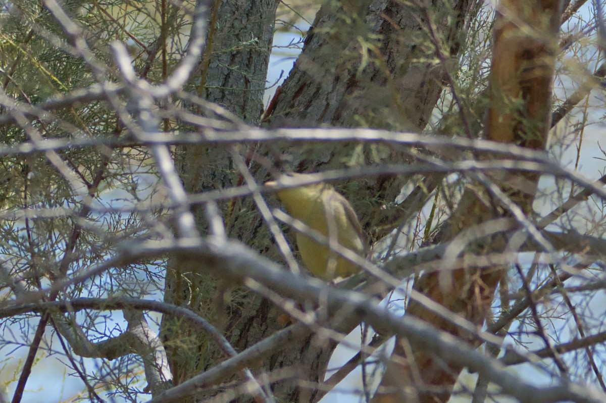 sedmihlásek švitořivý - ML645142485