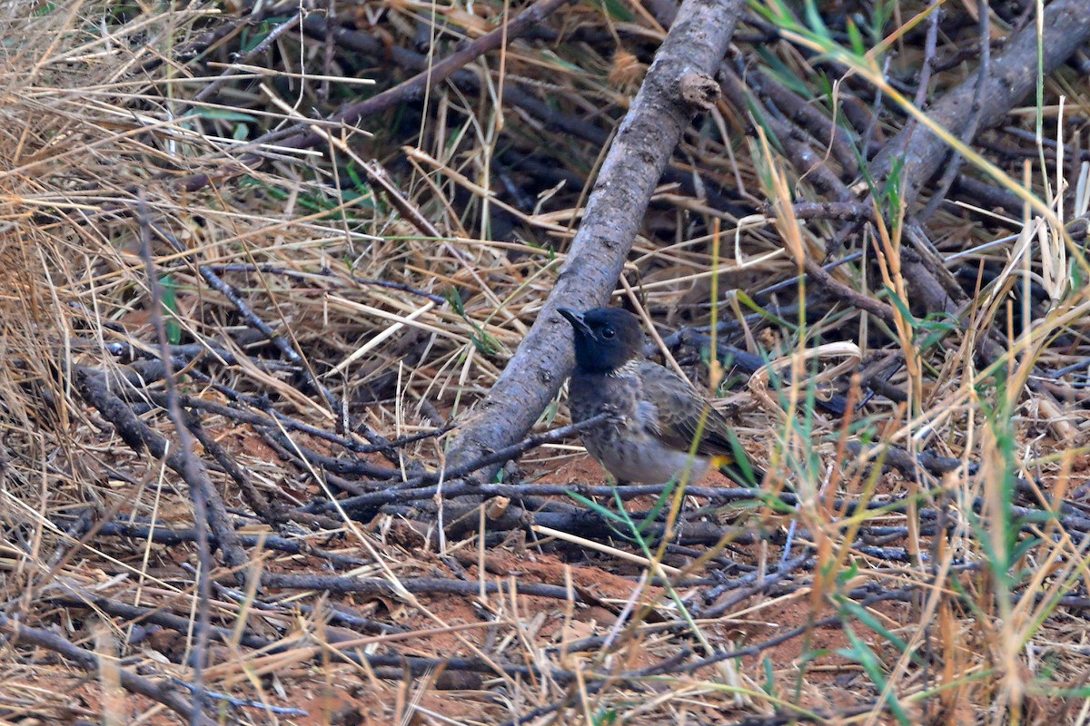 Common Bulbul (Dodson's) - ML645142486