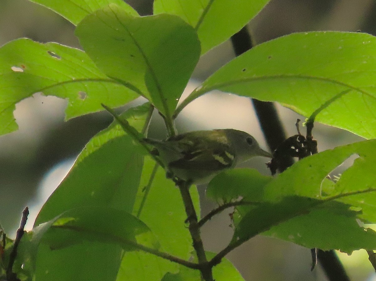 Chestnut-sided Warbler - ML645142490