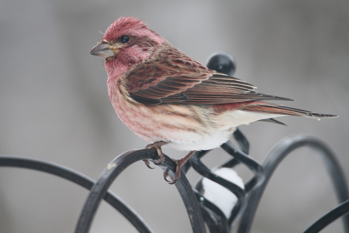 Purple Finch - ML645142491