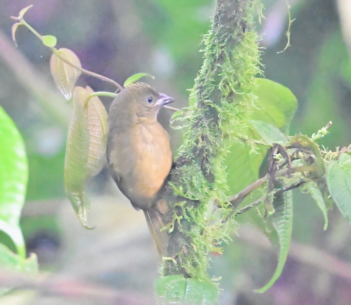 Ochre-breasted Tanager - ML645142492
