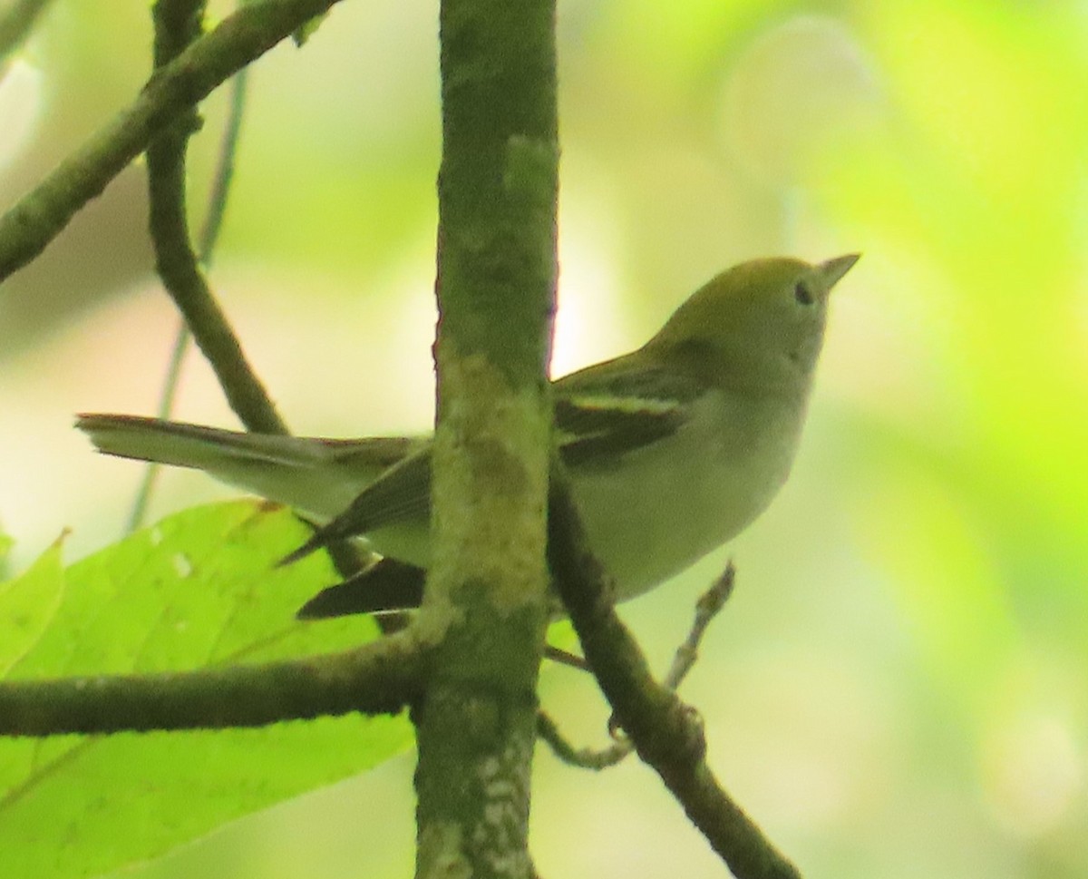 Chestnut-sided Warbler - ML645142511