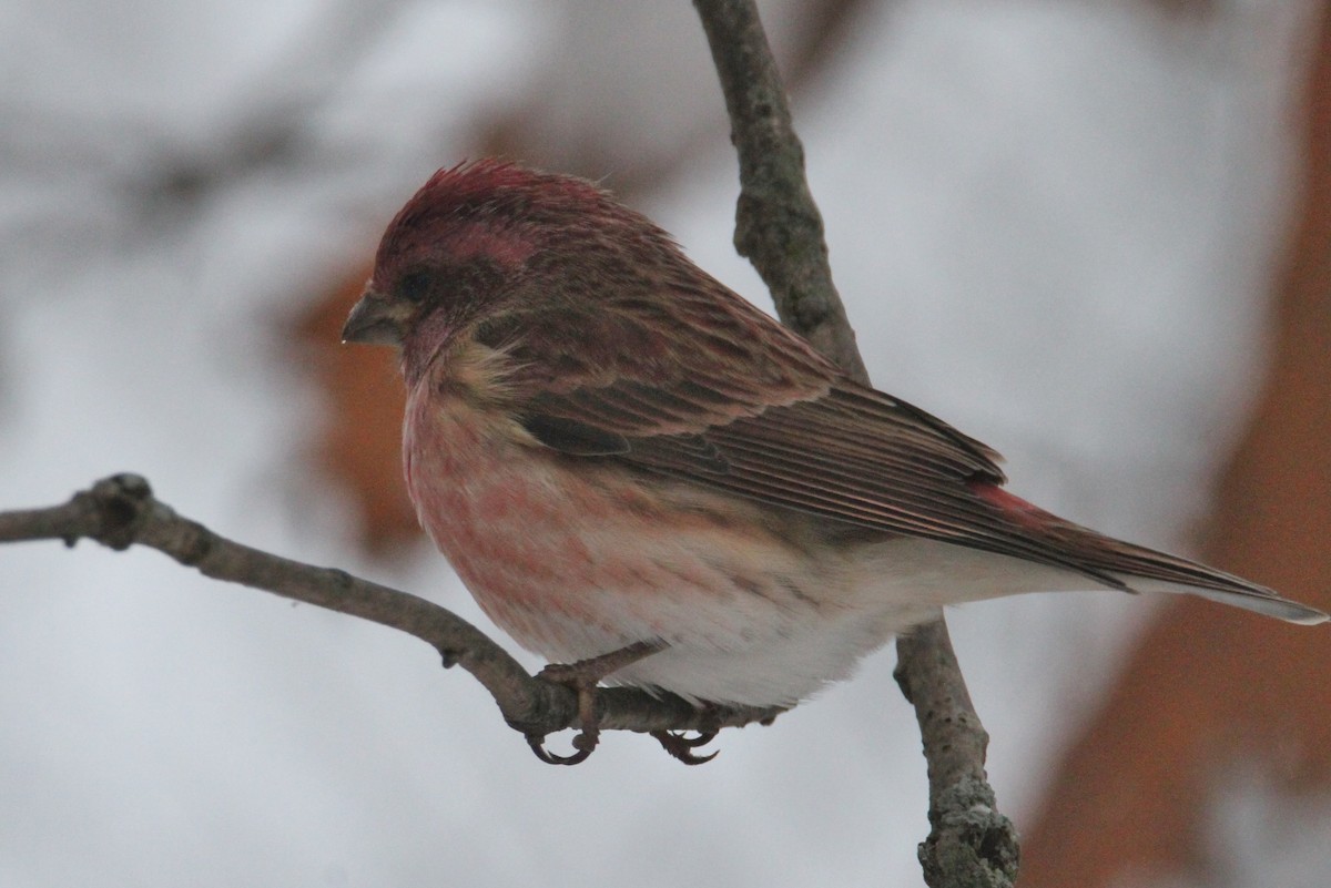 Purple Finch - ML645142518