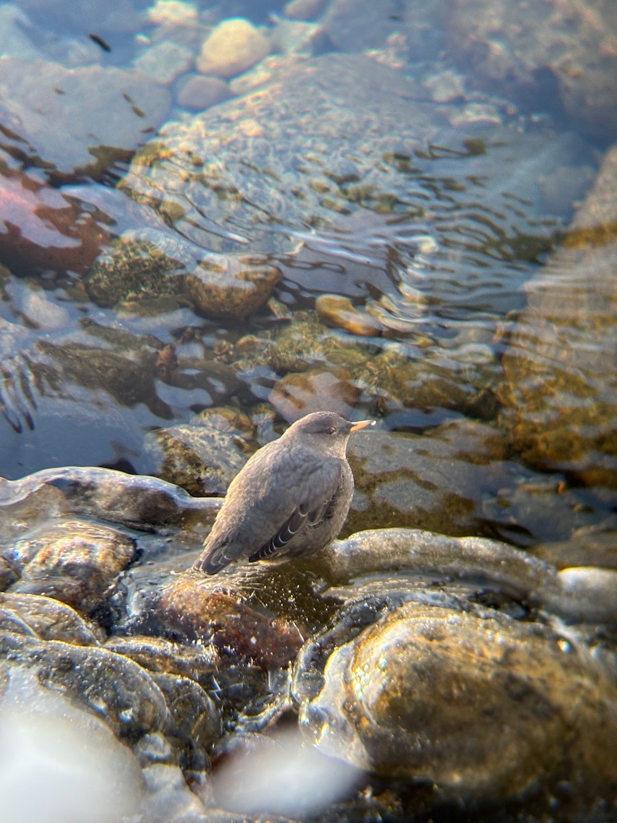 American Dipper - ML645142521