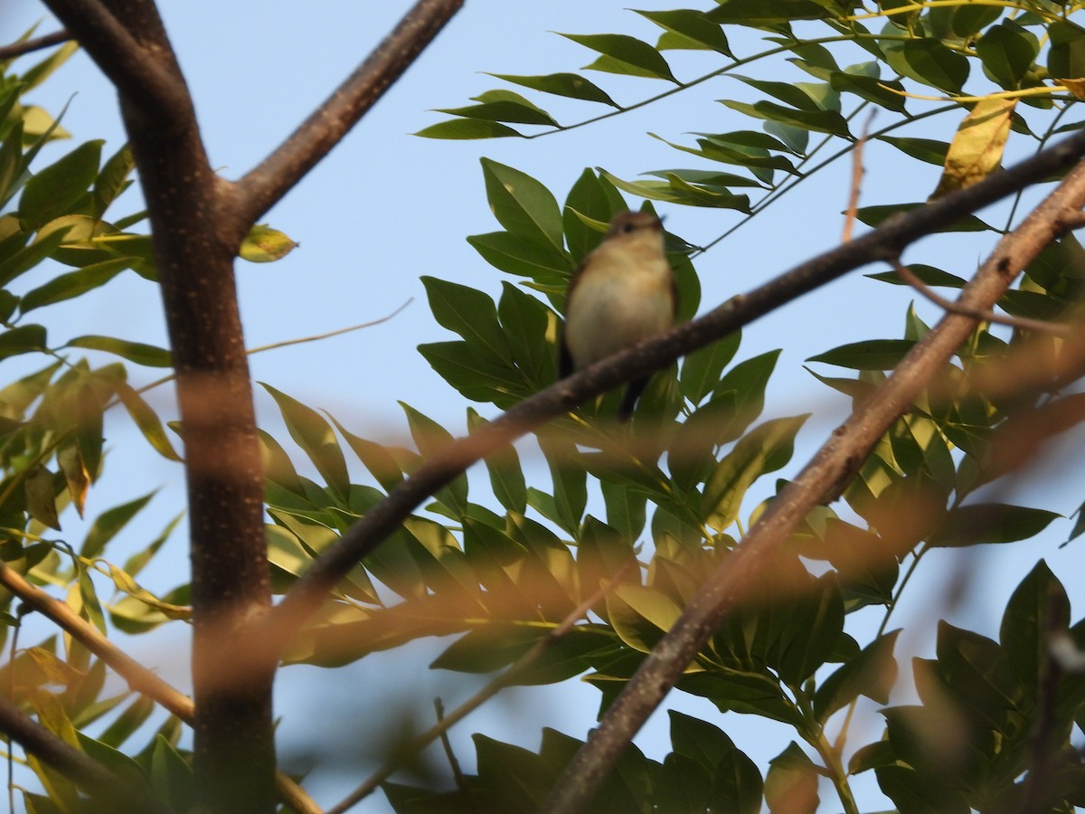 Red-breasted Flycatcher - ML645142531