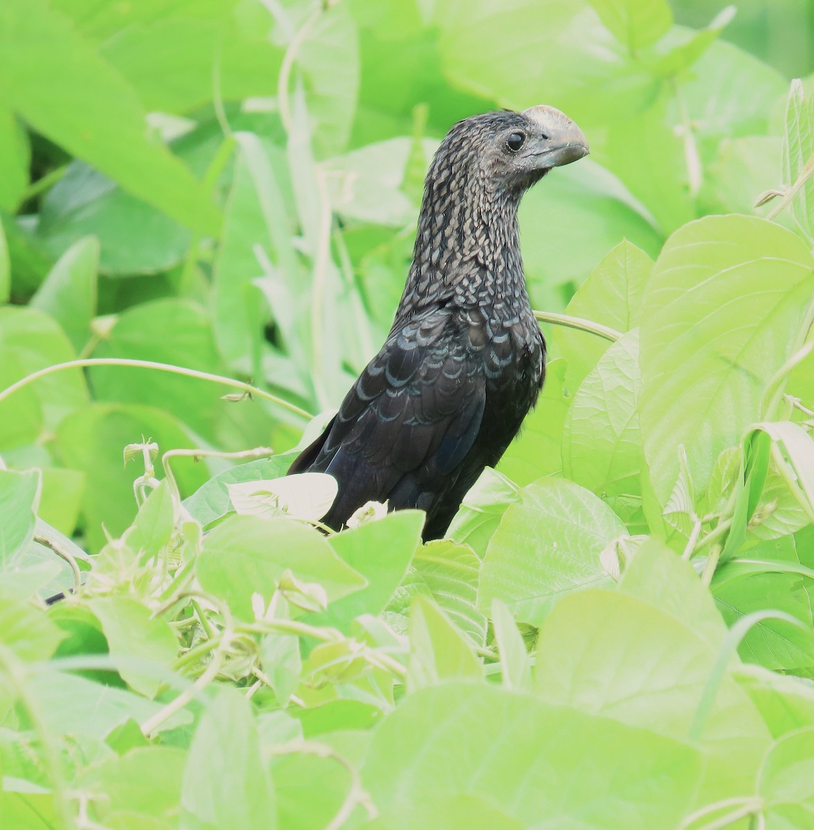 Ані товстодзьобий - ML645142534