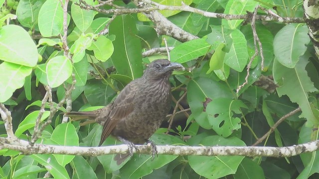 Шпак-малюк самоанський - ML645142553