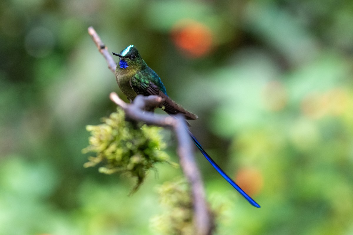 Violet-tailed Sylph - ML645142554