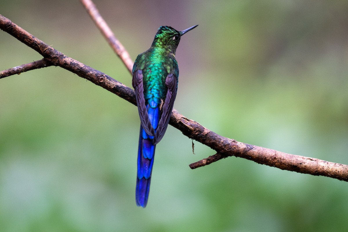 Violet-tailed Sylph - ML645142555