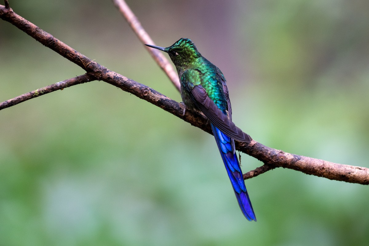 Violet-tailed Sylph - ML645142556