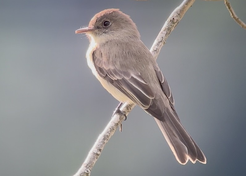 Hispaniolan Pewee - ML645142562