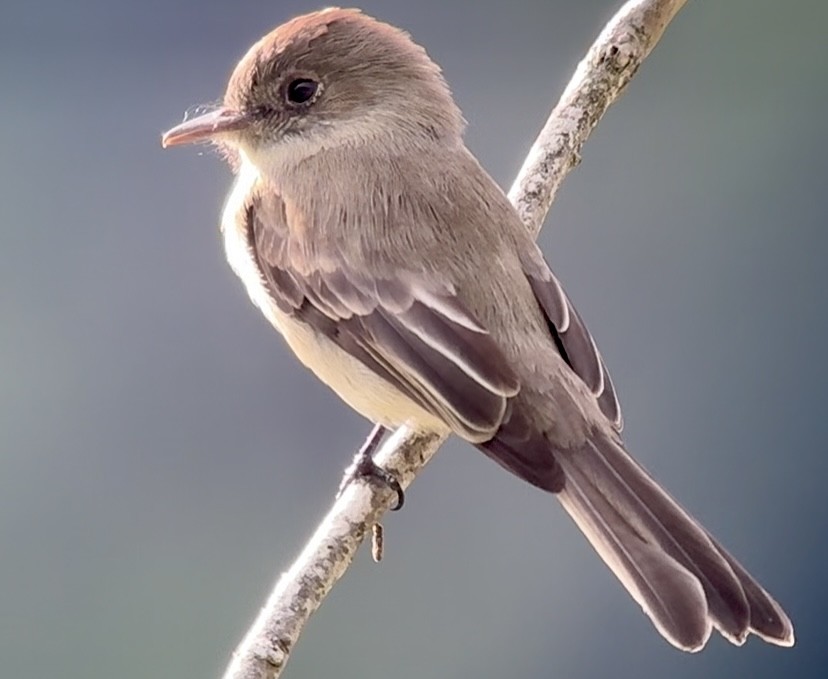 Hispaniolan Pewee - ML645142563