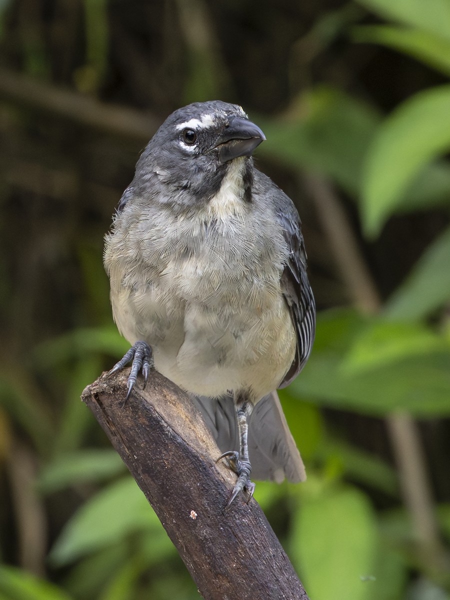 Olive-gray Saltator - ML645142565