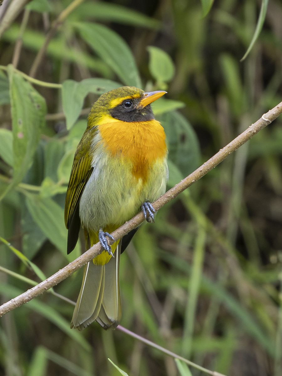 Guira Tanager - ML645142568
