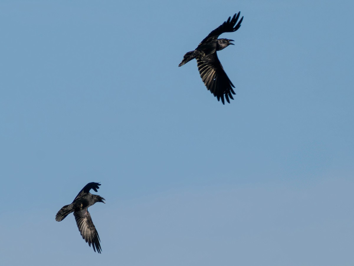 Kolkrabe - ML645142572