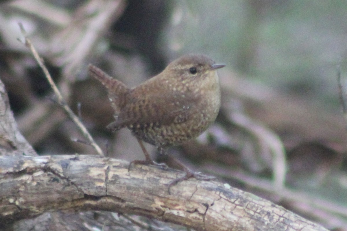 střízlík kanadský - ML645142573