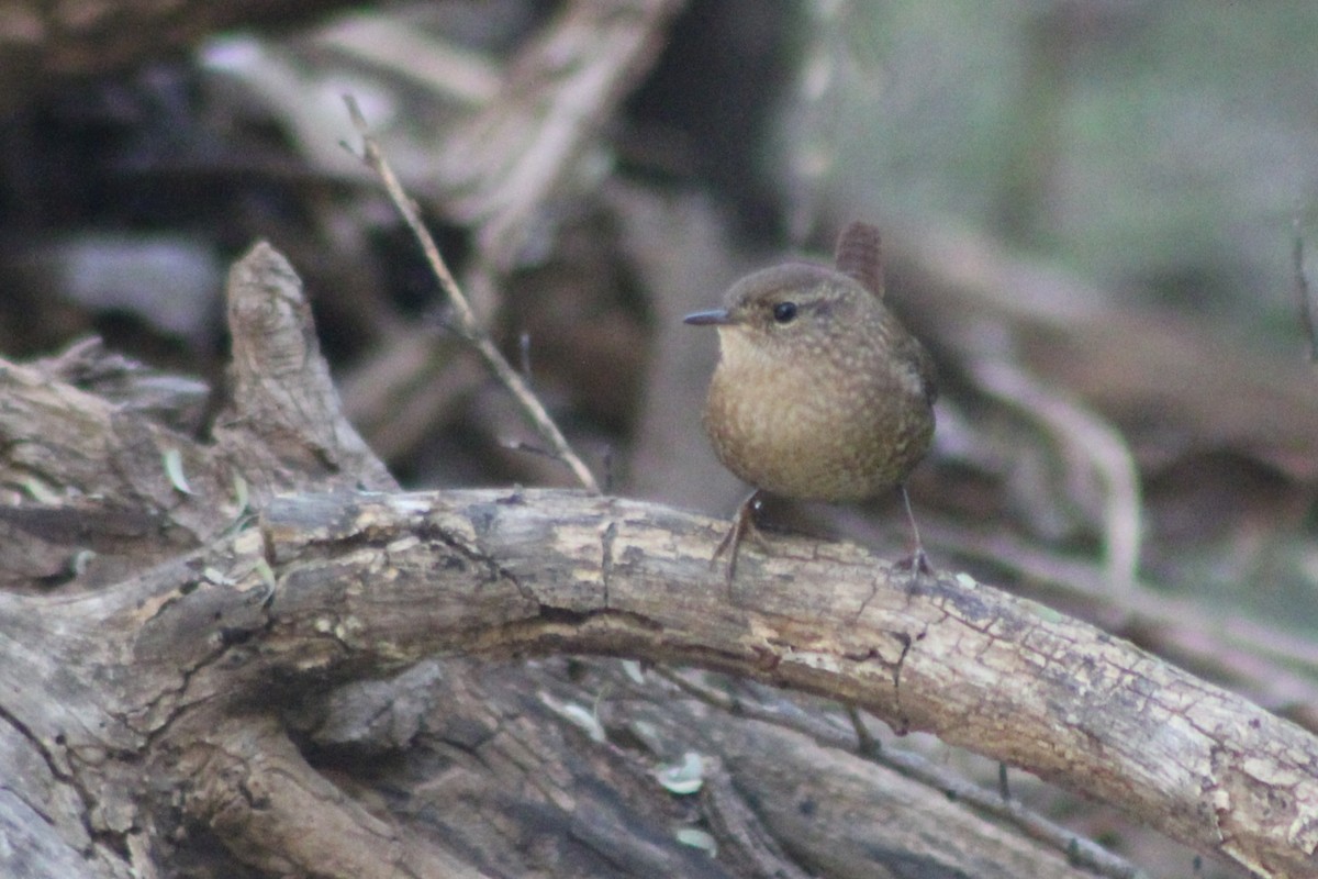 střízlík kanadský - ML645142574