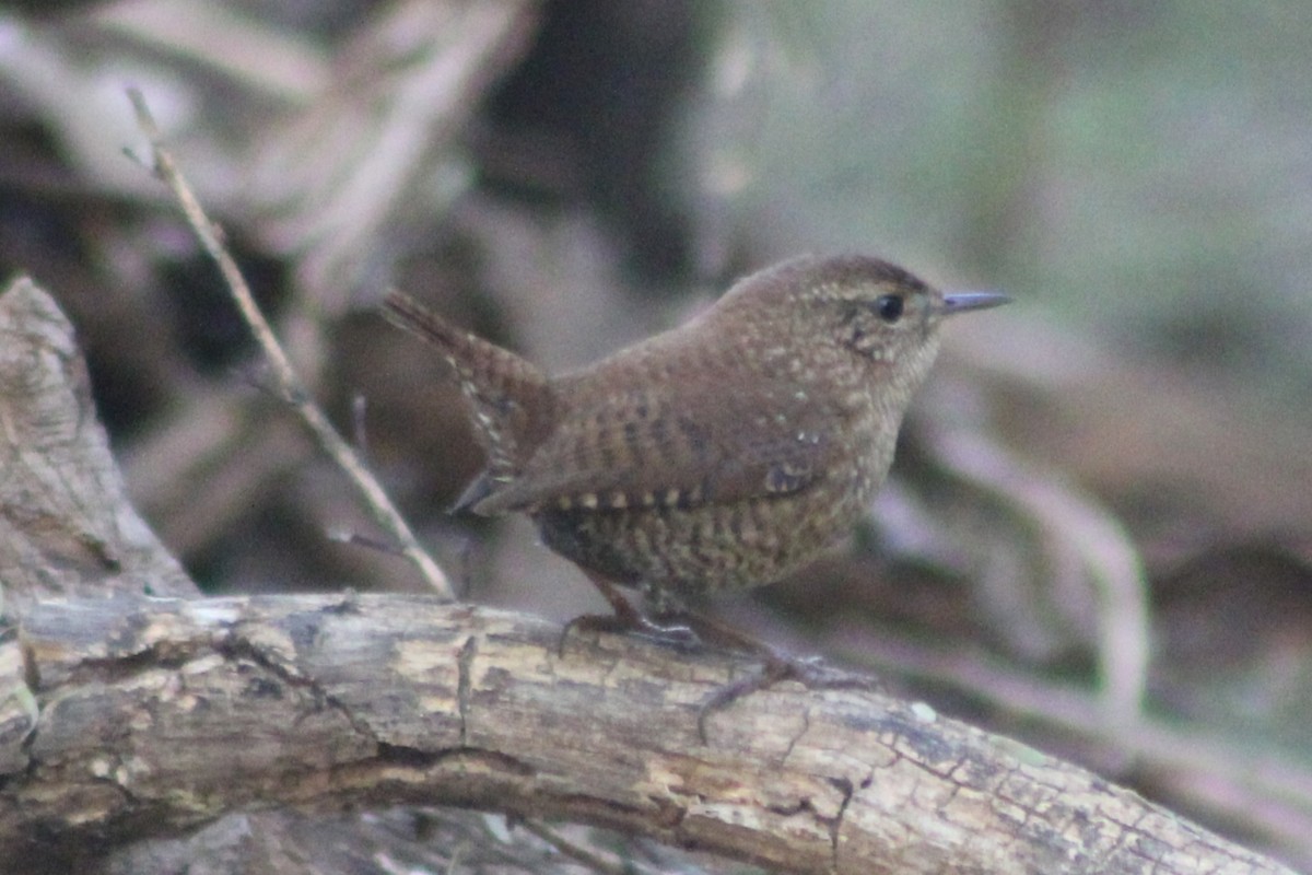 střízlík kanadský - ML645142575