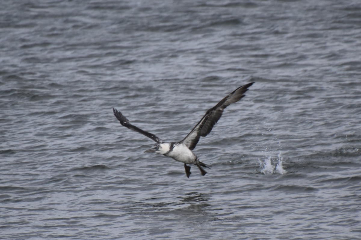 סולה מצויה - ML645142597