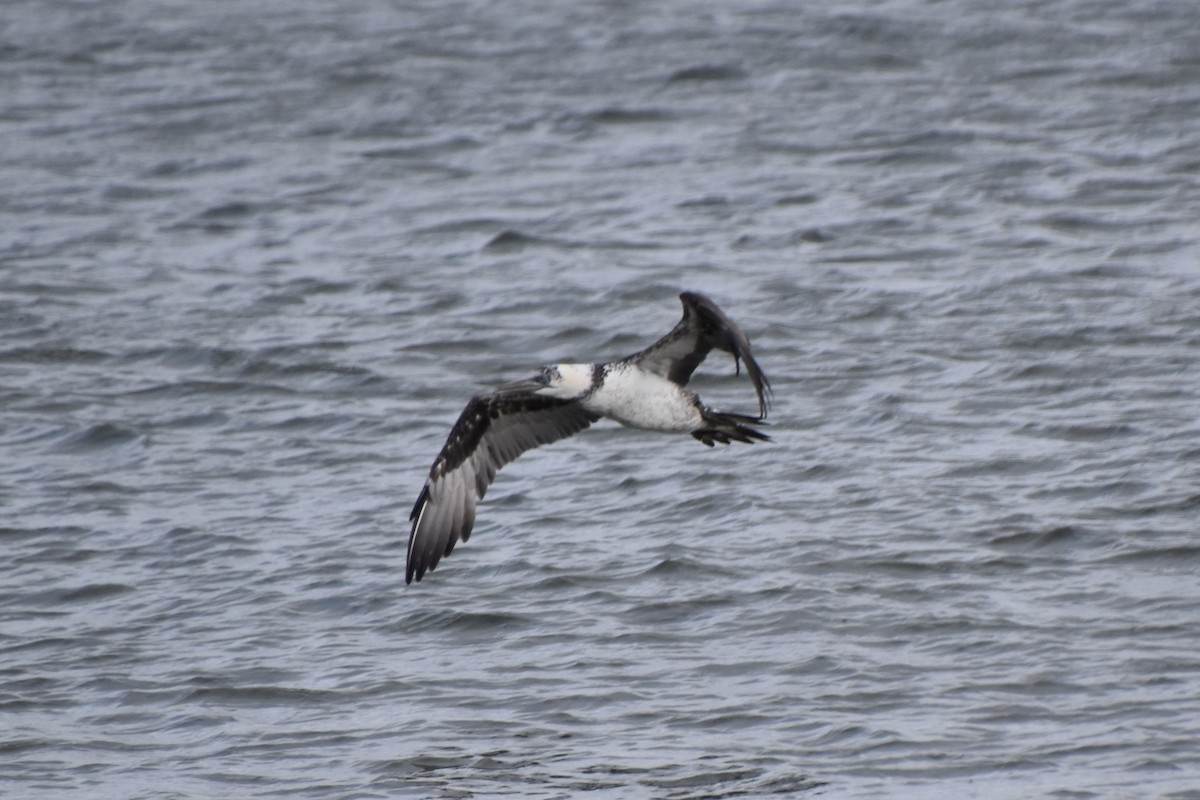 סולה מצויה - ML645142598