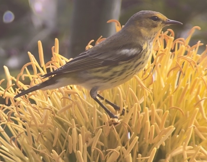 Cape May Warbler - ML645142599