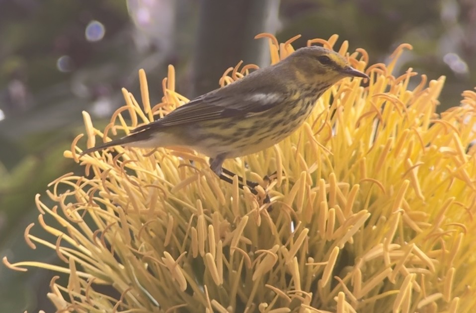 Cape May Warbler - ML645142600