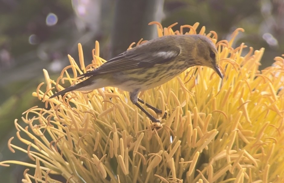 Cape May Warbler - ML645142602