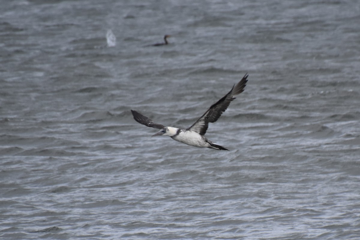 סולה מצויה - ML645142603