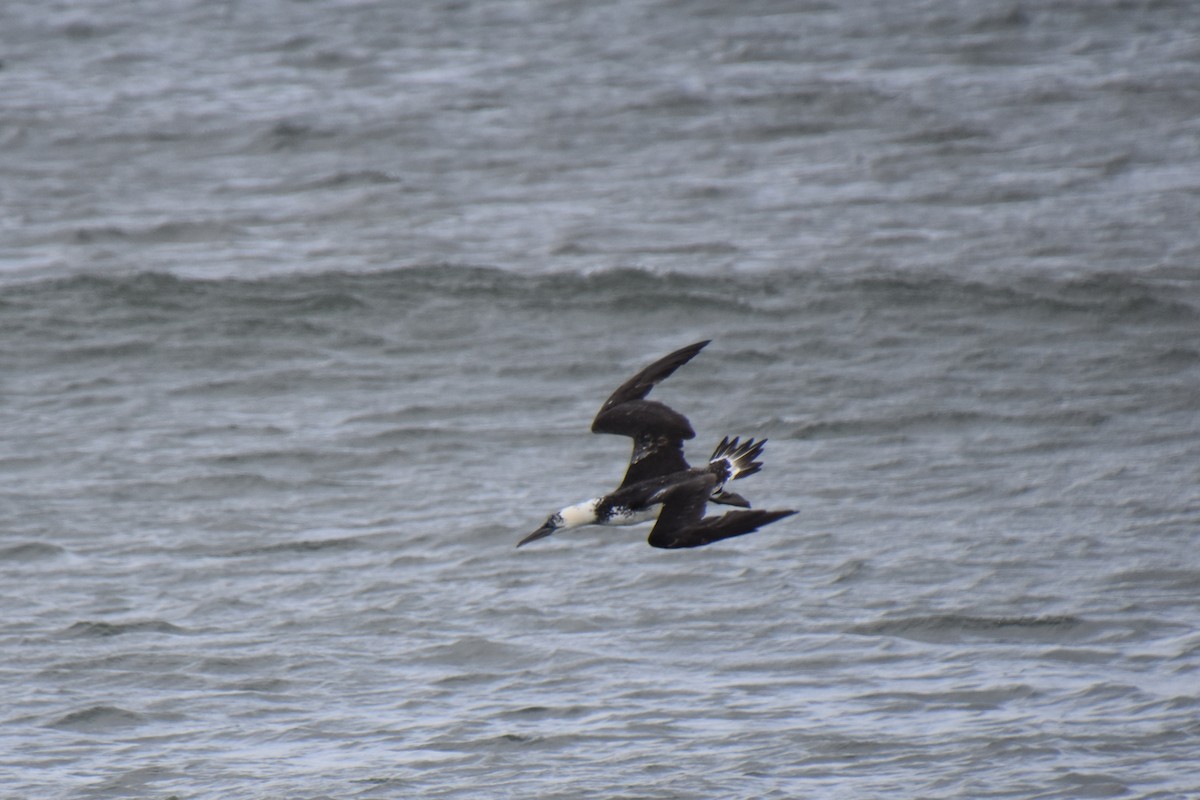 סולה מצויה - ML645142604