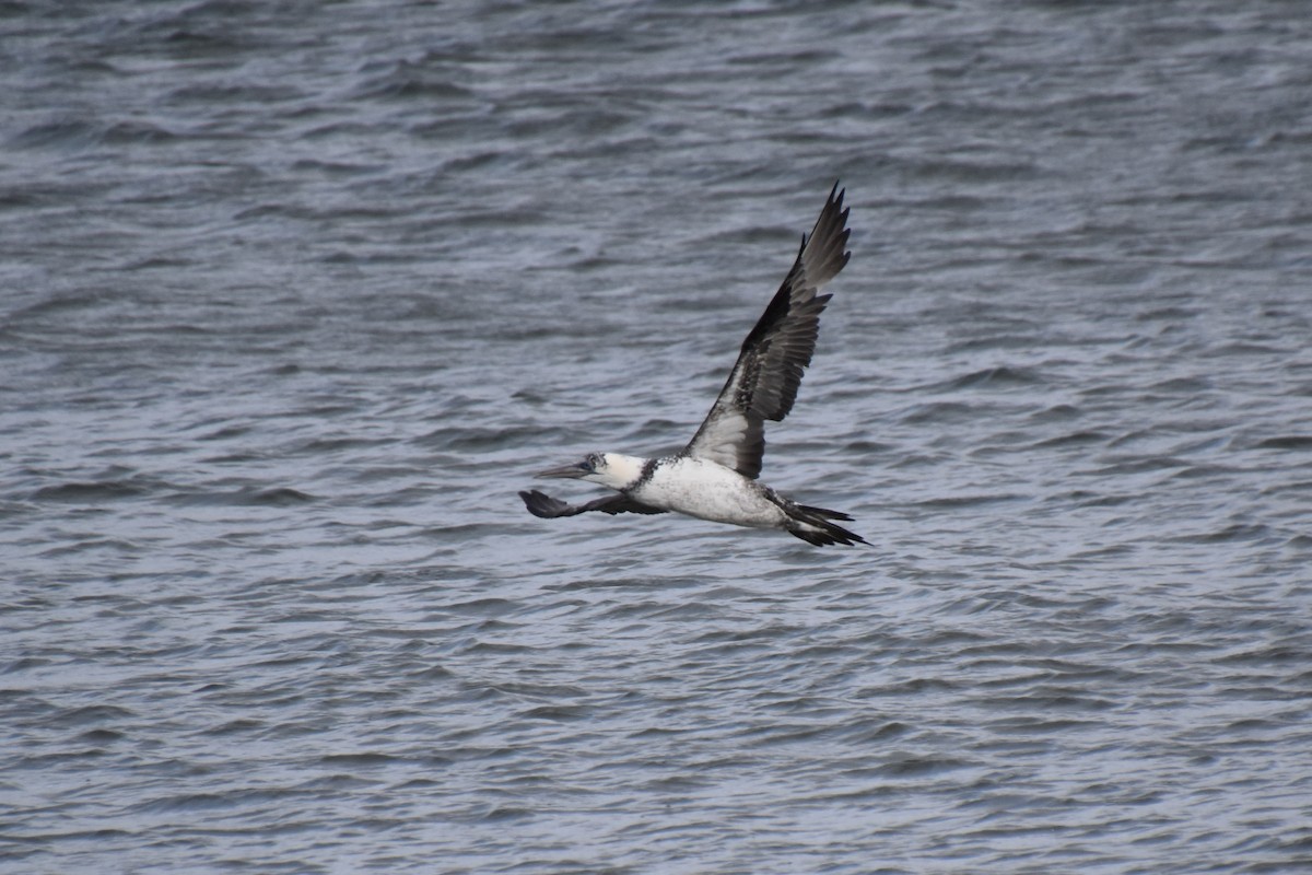 סולה מצויה - ML645142605