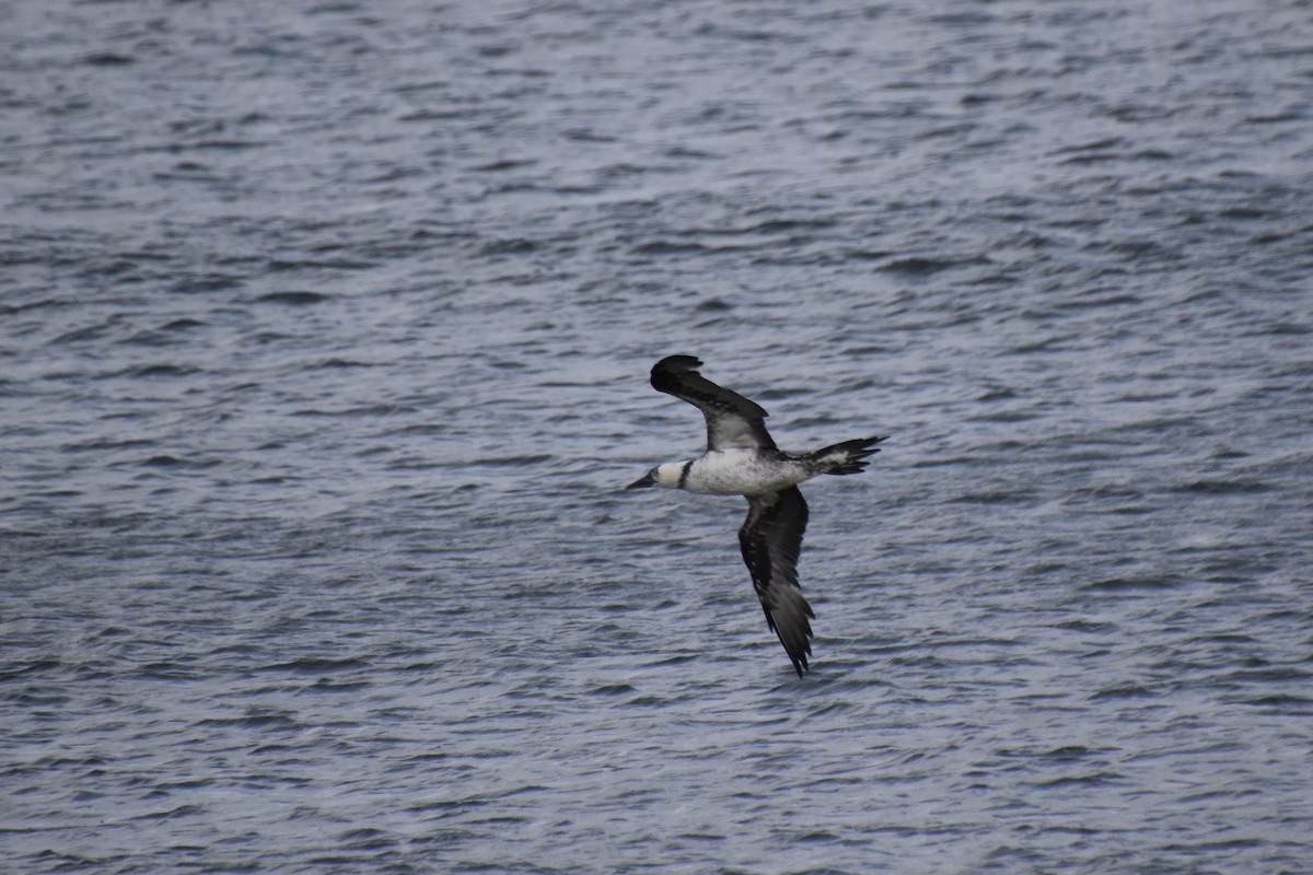 סולה מצויה - ML645142607