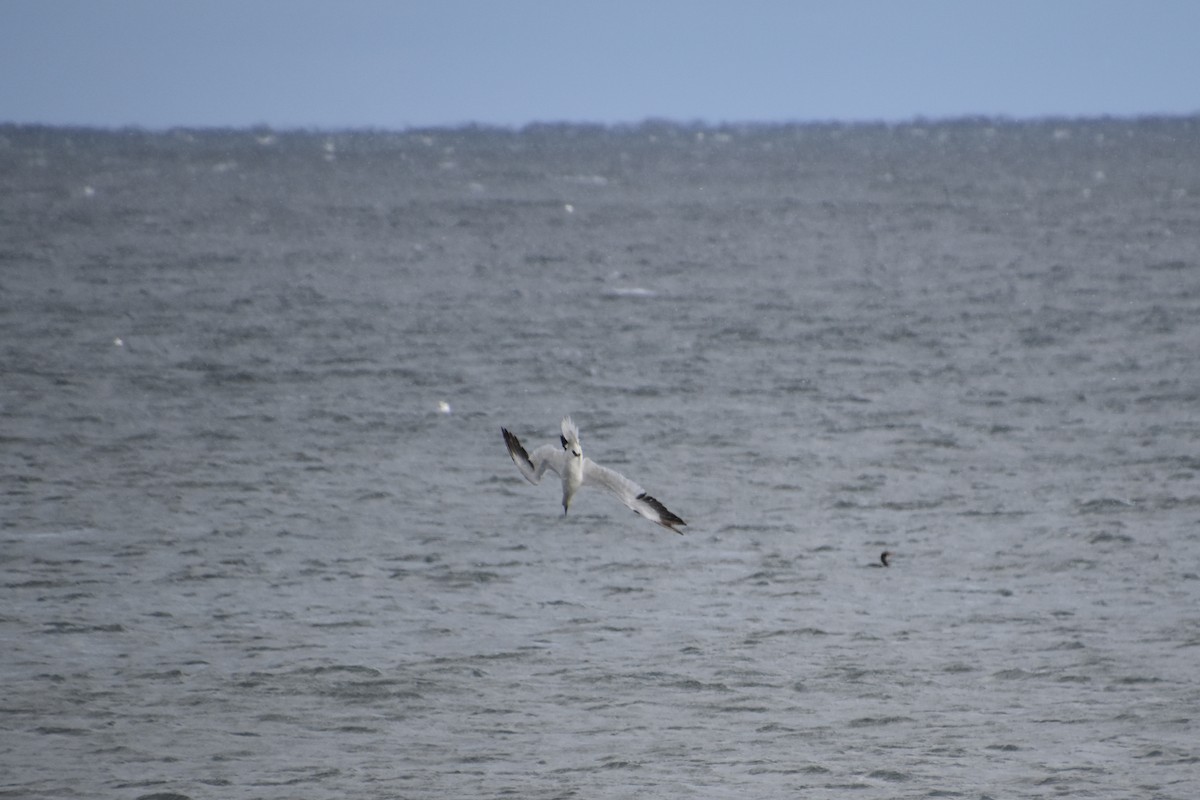 סולה מצויה - ML645142609