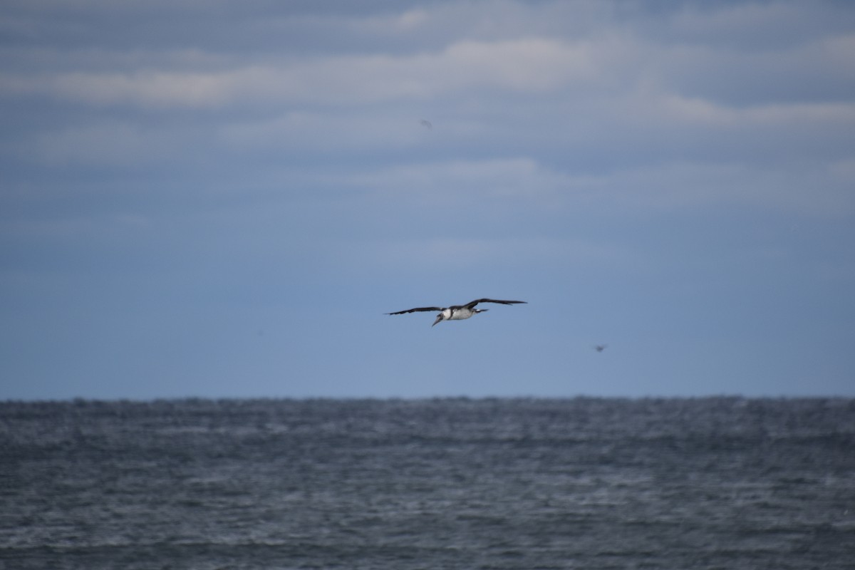 סולה מצויה - ML645142610