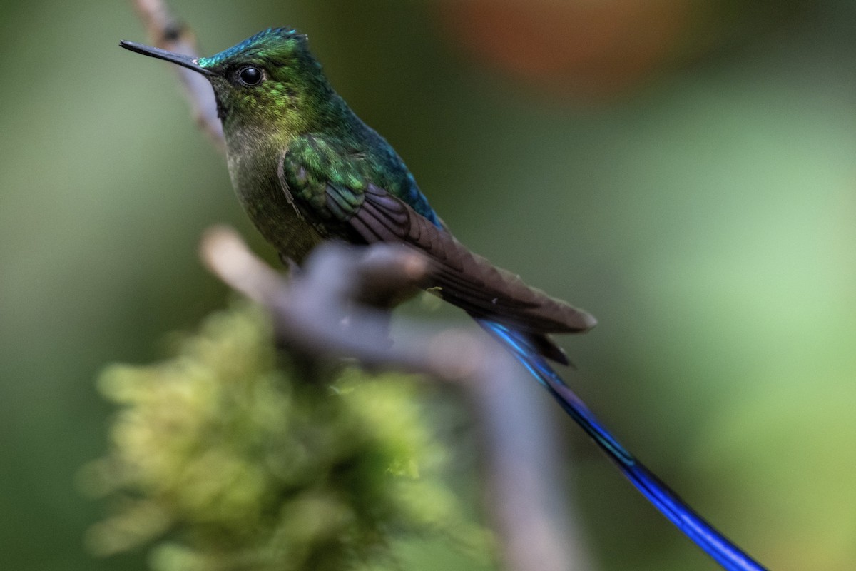 Violet-tailed Sylph - ML645142611