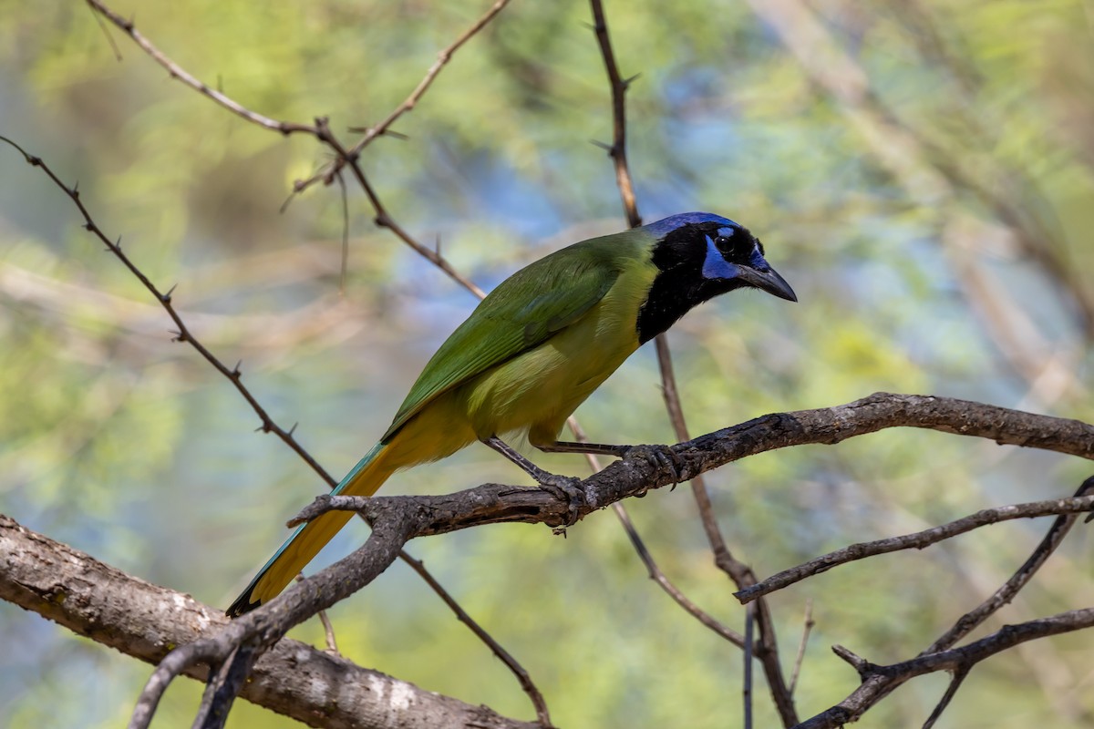 Yeşil Karga - ML645142618