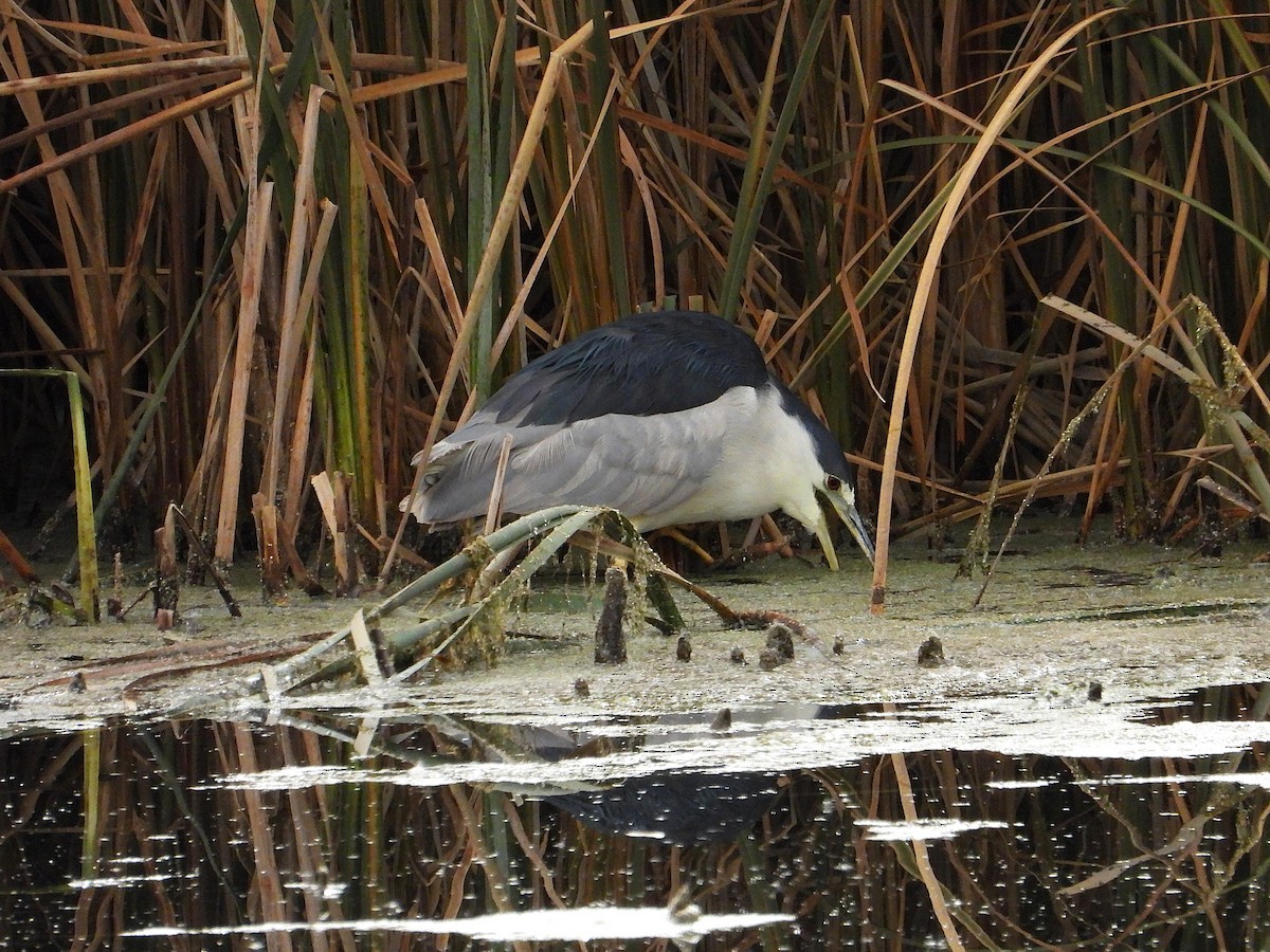 Black-crowned Night Heron - ML645142619