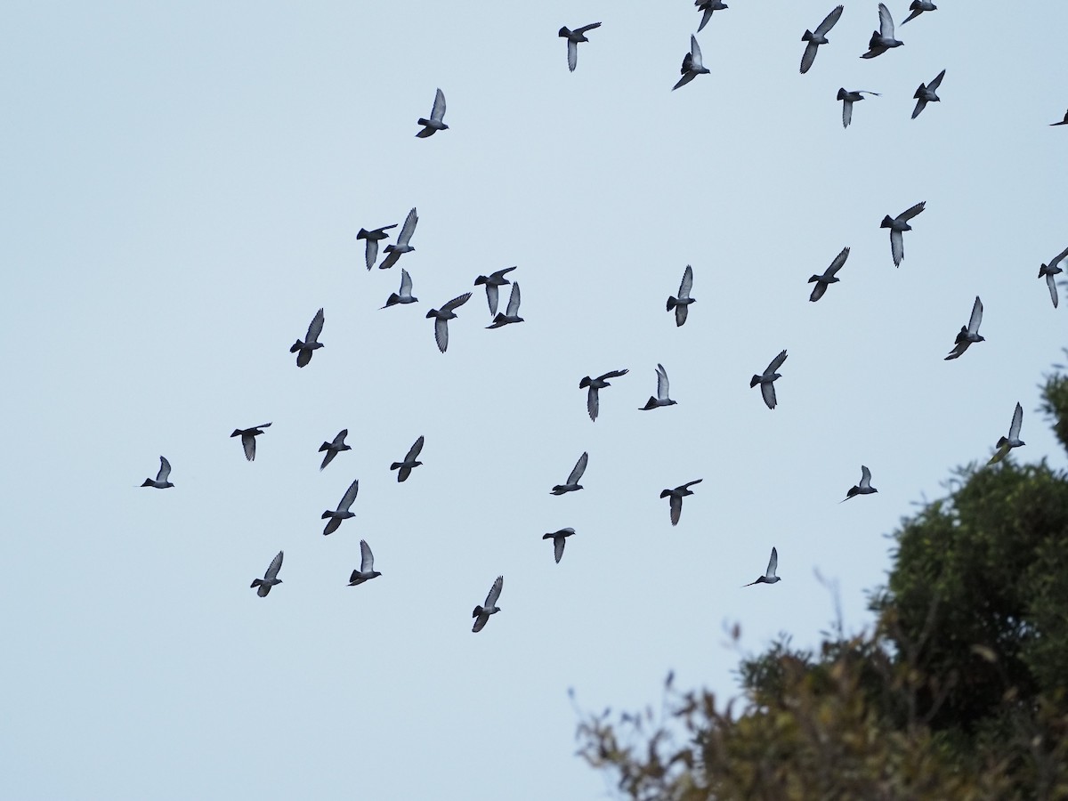 Kaya Güvercini (evcil tip) - ML645142628