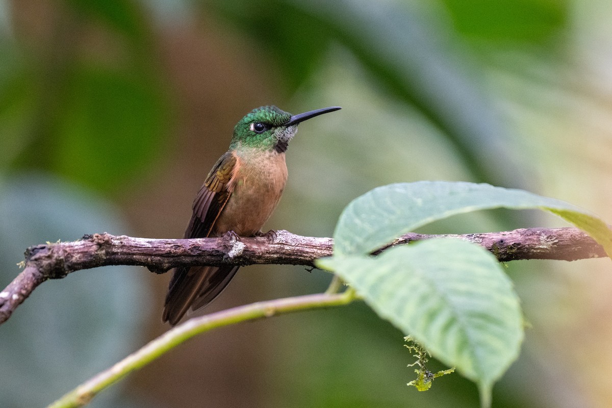 チャムネテリハチドリ - ML645142630