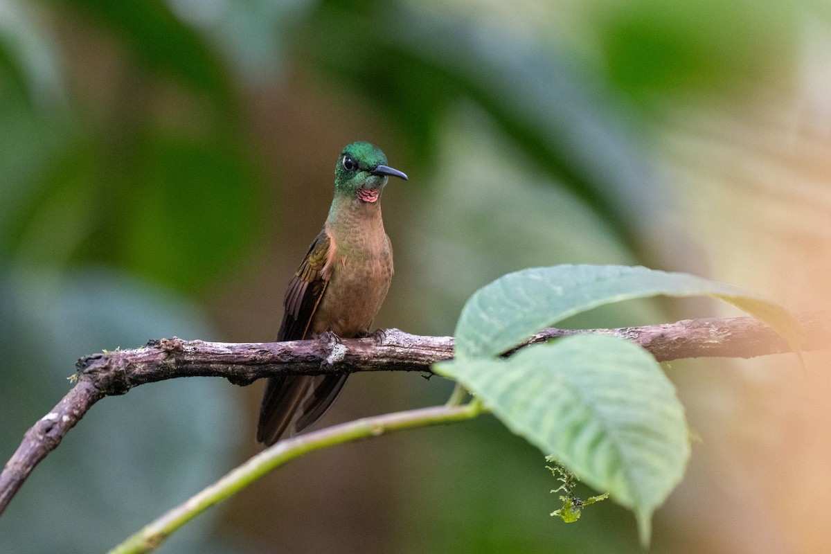 チャムネテリハチドリ - ML645142631