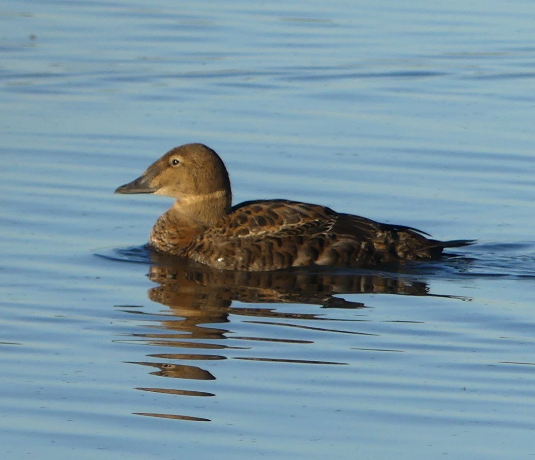 King Eider - ML645142643