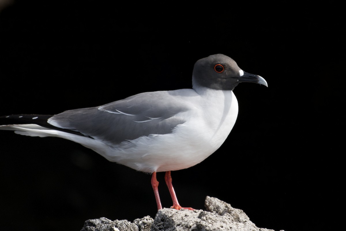 Swallow-tailed Gull - ML645142645