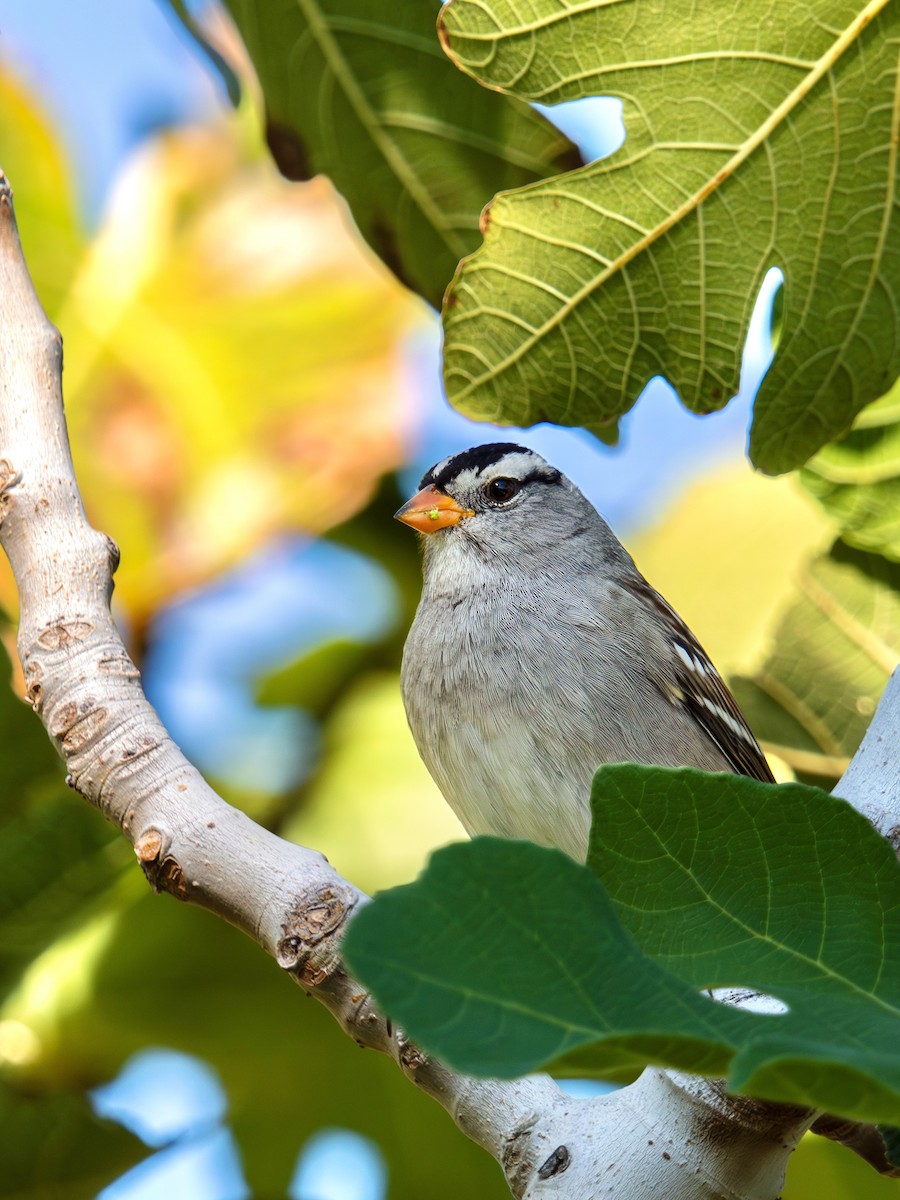 Белобровая овсянка - ML645142651