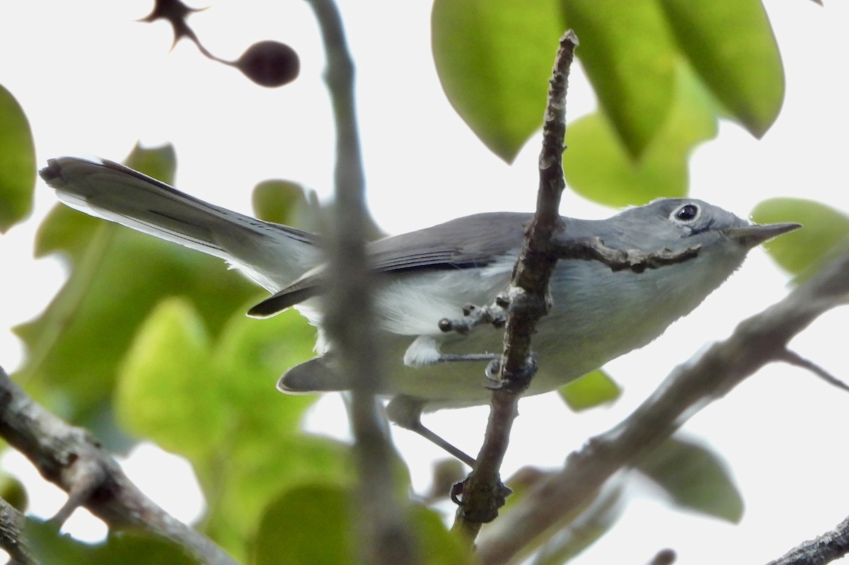 Голубая комароловка - ML645142661