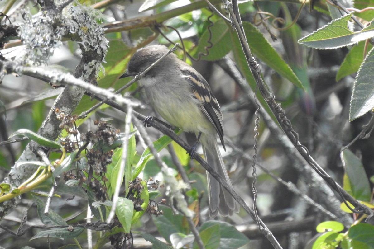 White-throated Tyrannulet - ML645142666