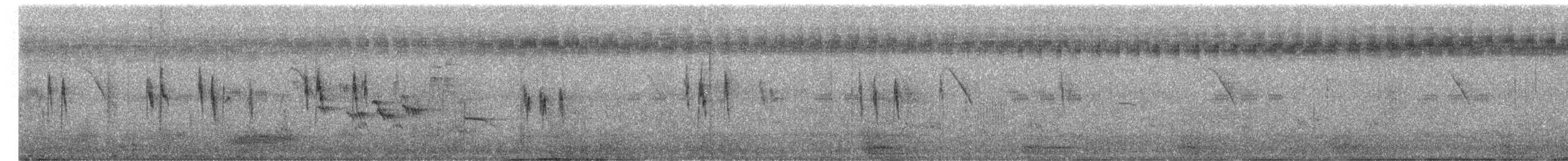 White Wagtail - ML645142671